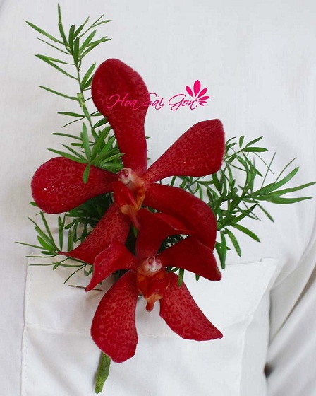 Hoa cài áo chú rể là lan Mokara