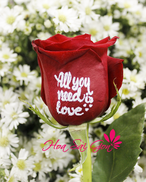 Tình yêu mãi mãi với hoa hồng biết nói