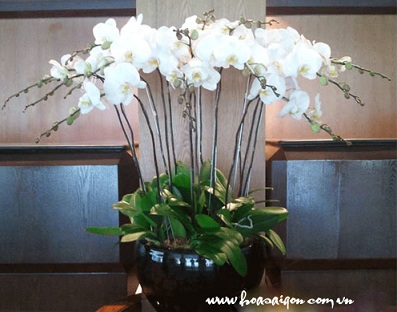 tiệm hoa mang làn gió mới