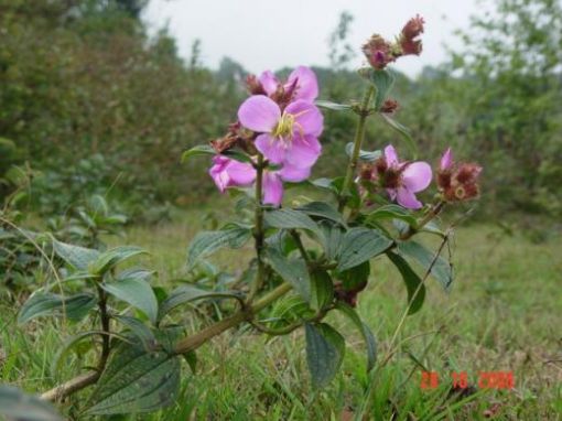 Đồi hoa mua ngày ấy