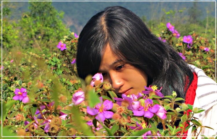 Đồi hoa mua ngày ấy
