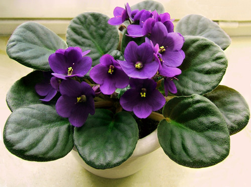 Hoa violet