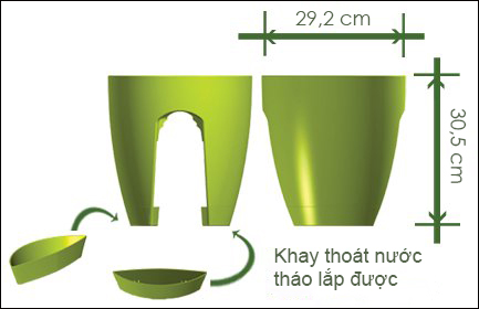 Kỹ thuật trồng và chăm sóc hoa dạ yến thảo trên ban công