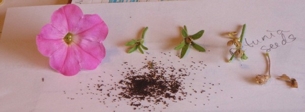 Kỹ thuật trồng và chăm sóc hoa dạ yến thảo trên ban công