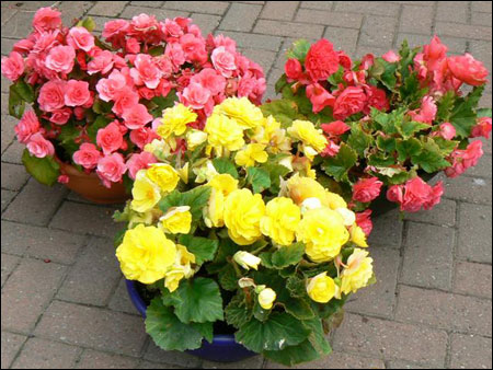 Các loài hoa trồng giỏ treo tuyệt đẹp Các loài hoa trồng giỏ treo tuyệt đẹp