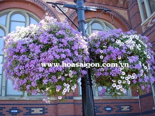 Các loài hoa trồng giỏ treo tuyệt đẹp Các loài hoa trồng giỏ treo tuyệt đẹp