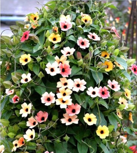 Các loài hoa trồng giỏ treo tuyệt đẹp Các loài hoa trồng giỏ treo tuyệt đẹp