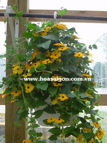 Các loài hoa trồng giỏ treo tuyệt đẹp Các loài hoa trồng giỏ treo tuyệt đẹp