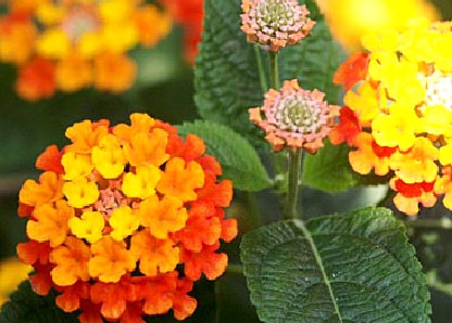 Các loài hoa trồng giỏ treo tuyệt đẹp Các loài hoa trồng giỏ treo tuyệt đẹp