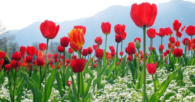 Tặng hoa Tulip vào ngày của Mẹ
