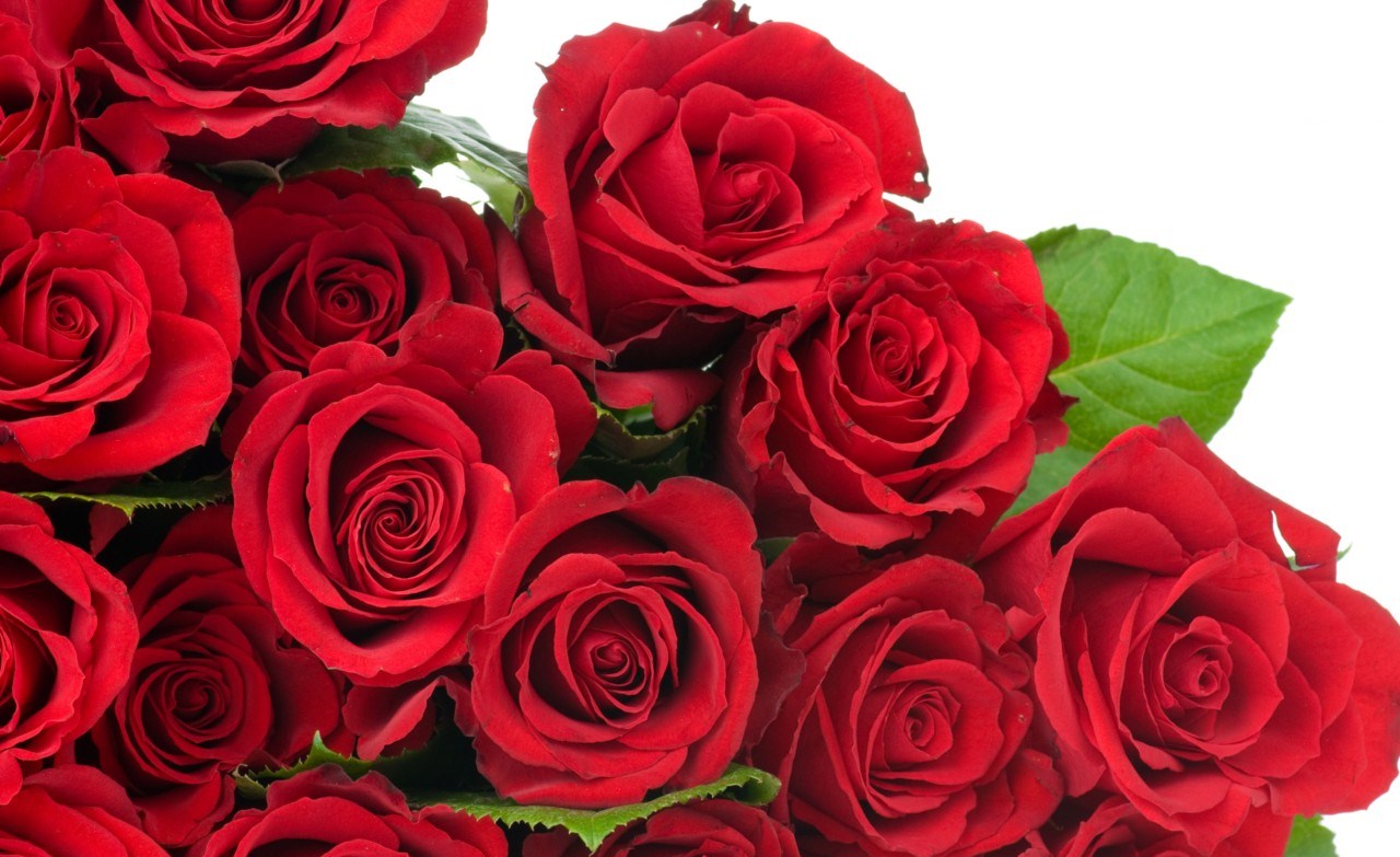 Tặng đóa hồng đỏ chính là một cách biểu hiện thay cho câu nói: “ Anh yêu em” với người ấy của mình