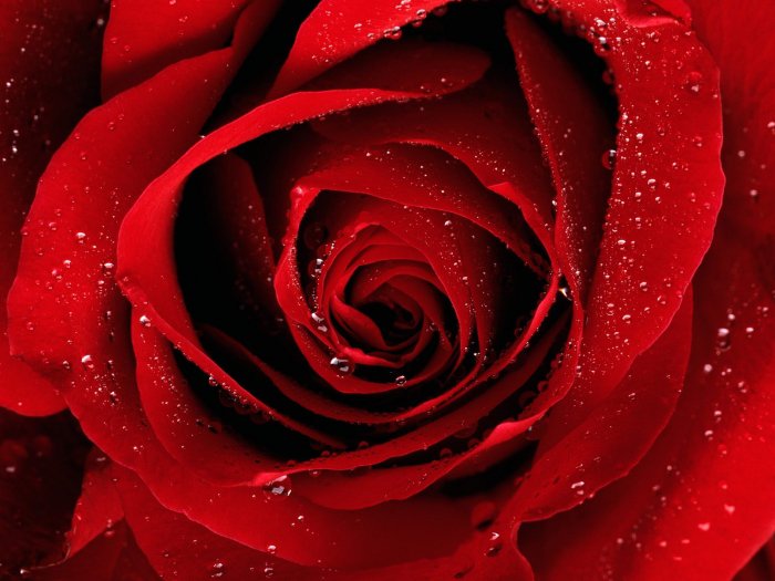 Loài hoa hồng đỏ được ra đời chính từ những cảm xúc cháy bỏng, sâu sắc từ tận con tim