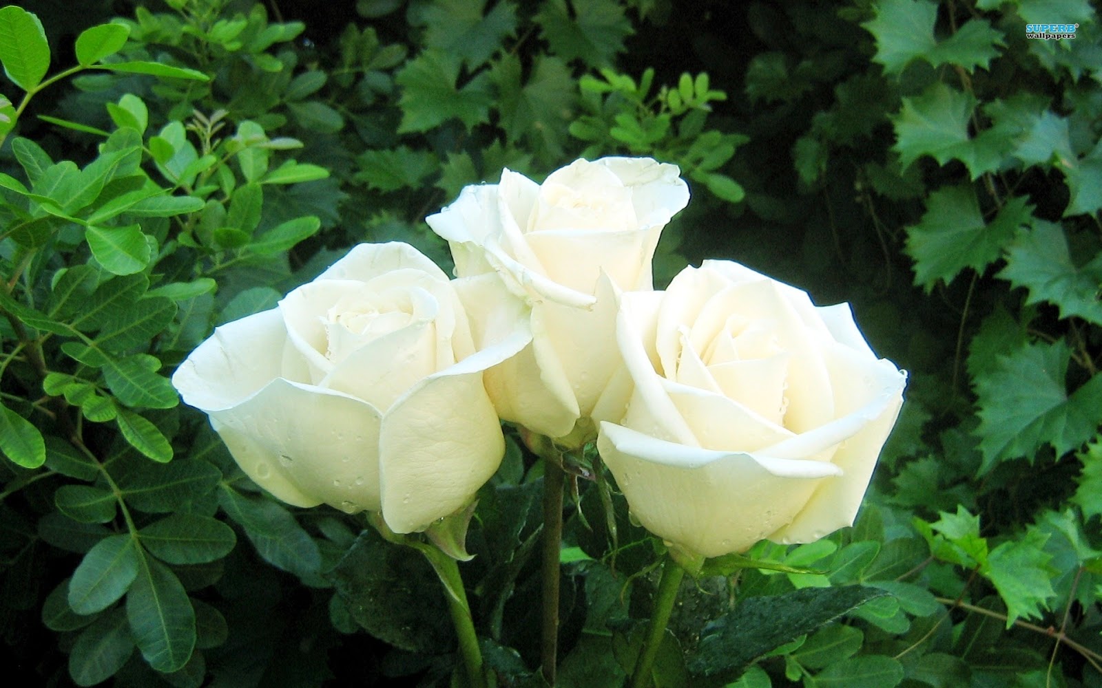 Tặng hoa hồng trắng còn mang ý nghĩa về tình yêu vĩnh cửu, bất diệt và trường tồn cùng với thời gian