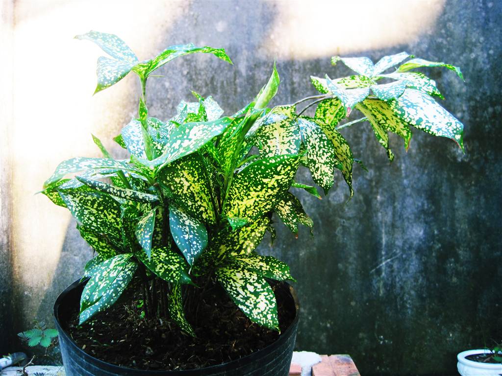 Các loại lá thường dùng trong cắm hoa Các loại lá thường dùng trong cắm hoa
