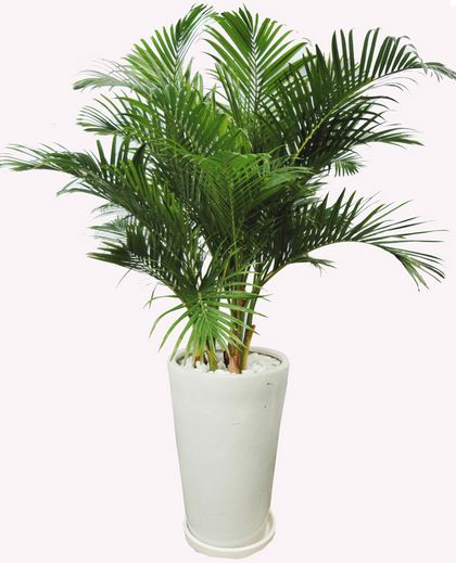 Các loại lá thường dùng trong cắm hoa Các loại lá thường dùng trong cắm hoa