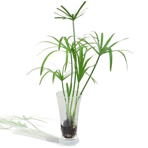 Các loại lá thường dùng trong cắm hoa Các loại lá thường dùng trong cắm hoa