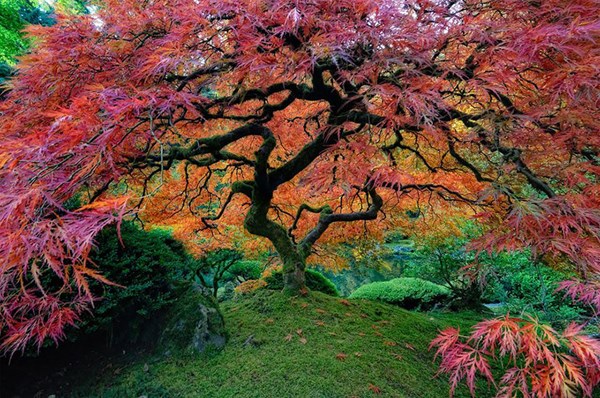 Vẻ đẹp lung linh của những loài cây đẹp nhất thế giới