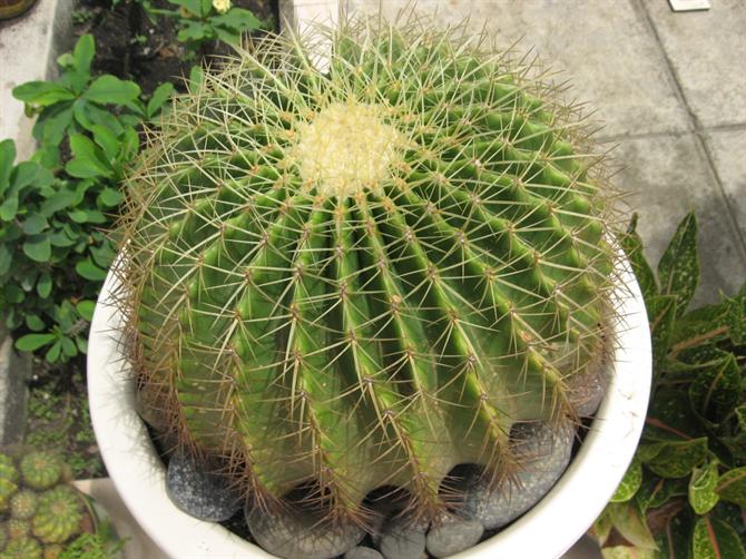 Câu chuyện tình yêu và cây xương rồng