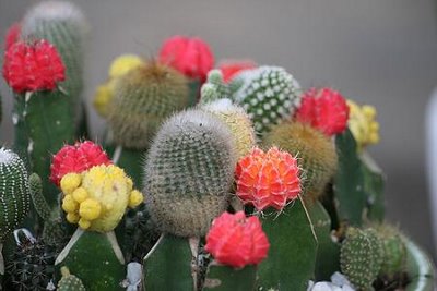 Câu chuyện tình yêu và cây xương rồng