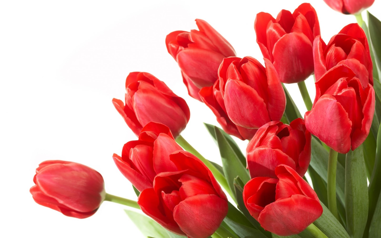 Chọn một bó hoa tulip đỏ tặng bạn gái mới quen trong ngày sinh nhật nàng để thay cho lời tỏ tình
