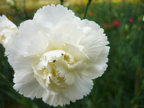 Những bông hoa cẩm chướng trắng như là lời minh chứng cho tình yêu đích thực của bạn dành cho nàng