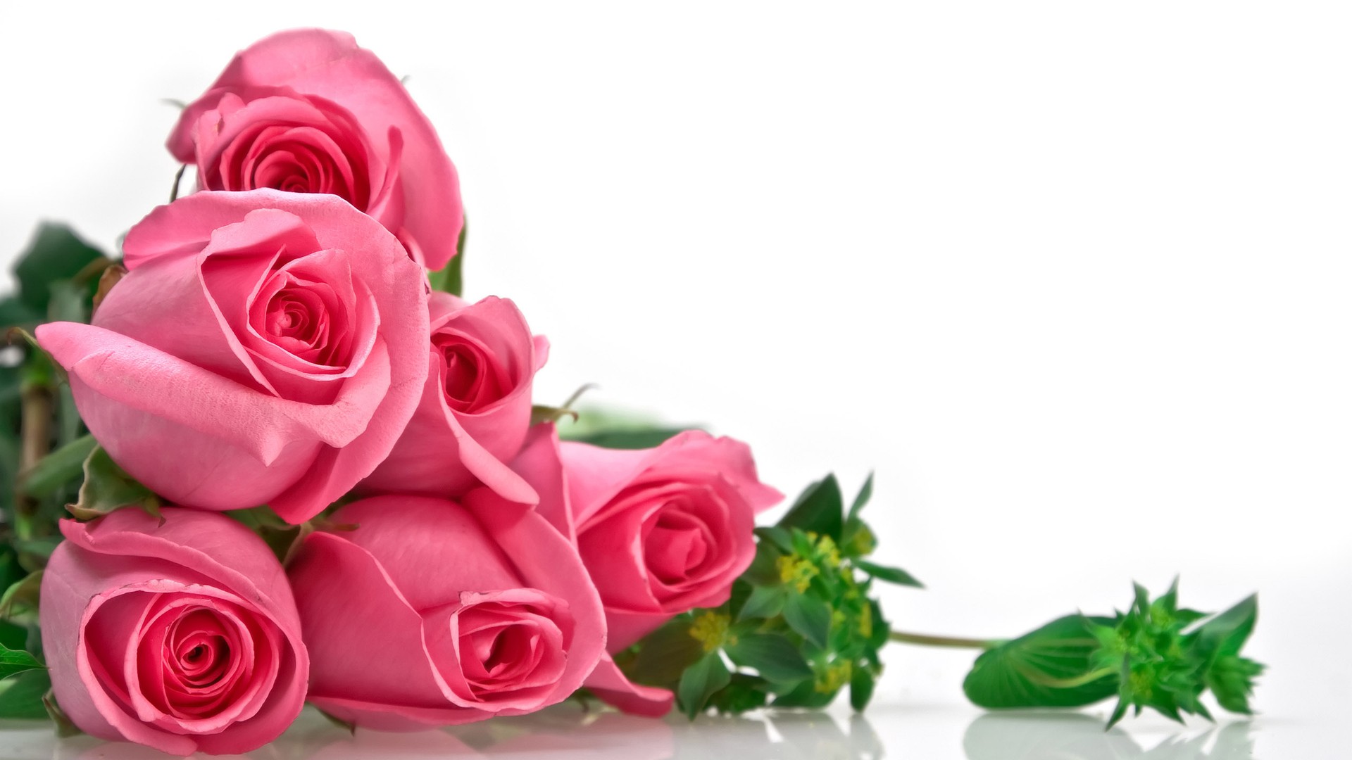 Hoa hồng phấn tượng trưng cho tình yêu ngọt ngào, lãng mạn