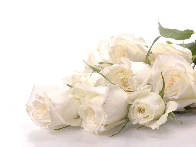 Thông thường người ta chọn hoa hồng trắng làm hoa sinh nhật cho bạn gái mới quen