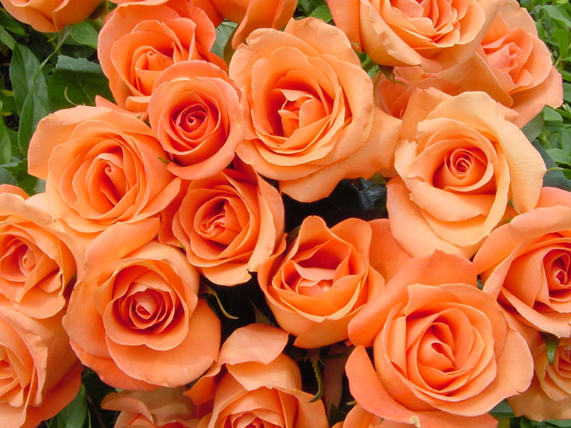 Hoa hồng màu cam thể hiện sự ngưỡng mộ