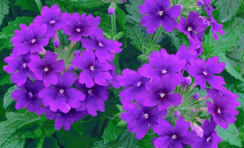 Hoa sinh nhật màu tím là hoa Vân anh Hoa sinh nhật màu tím là hoa Vân anh