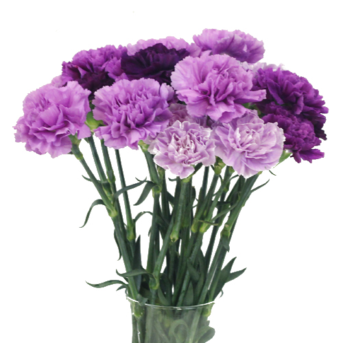 Tặng hoa sinh nhật màu tím là hoa Cẩm chướng
