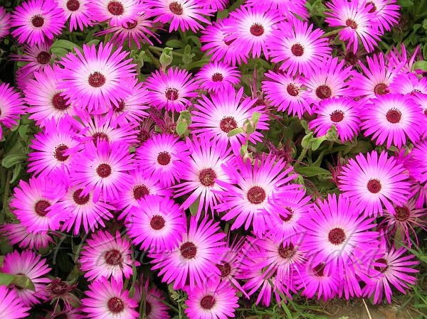 Hoa mang niềm vui và tô sắc cho cuộc sống thêm phần ý nghĩa Hoa mang niềm vui và tô sắc cho cuộc sống thêm phần ý nghĩa