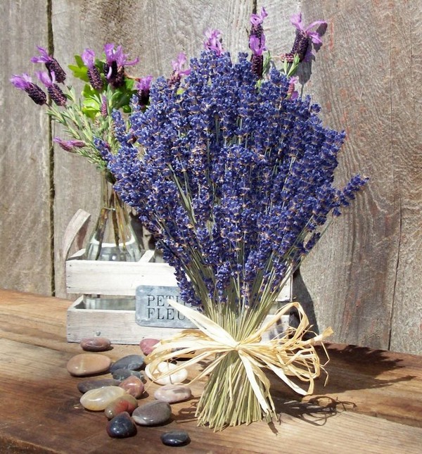 Hoa oải hương - lavender