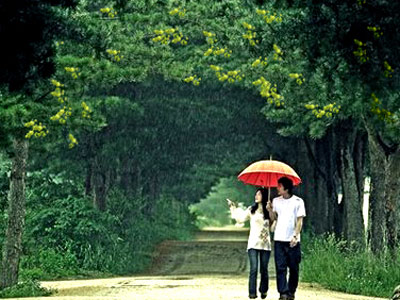 Hà Nội mùa thu với hoa sữa ngã trắng vàng