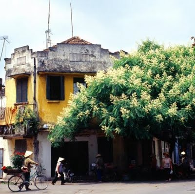 Hà Nội mùa thu với hoa sữa ngã trắng vàng