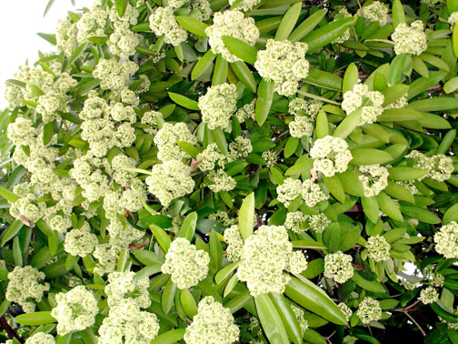 Hà Nội mùa hoa sữa Hà Nội mùa hoa sữa