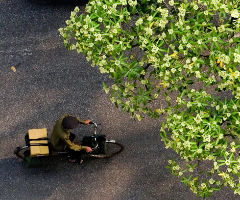 Hà Nội mùa thu với hoa sữa ngã trắng vàng