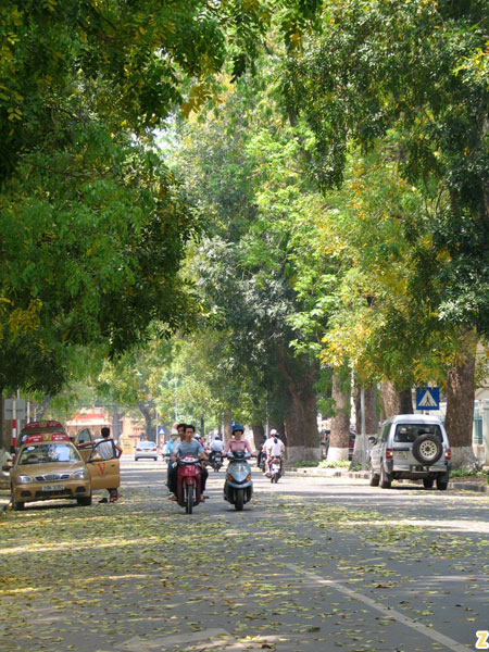 Hà Nội mùa thu với hoa sữa ngã trắng vàng