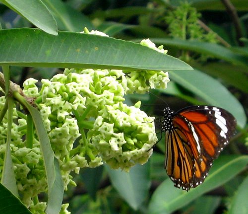 Hà Nội mùa hoa sữa Hà Nội mùa hoa sữa