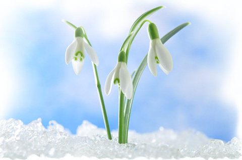 Hoa giọt tuyết và những câu chuyện vào mùa đông