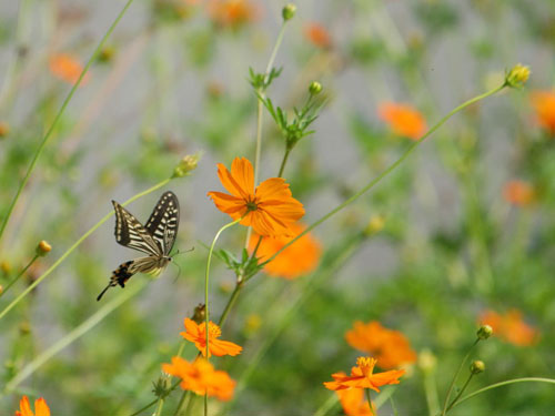 Kỹ thuật trồng hoa cánh bướm cực đơn giản