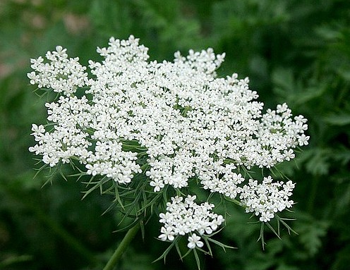 Hoa Carrot xinh xắn