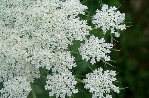 Hoa Carrot xinh xắn