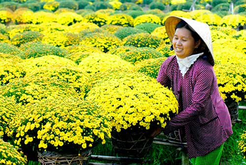 Hoa cúc trong phong thủy như thế nào? Hoa cúc trong phong thủy như thế nào?