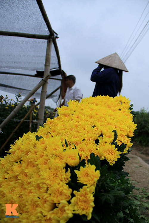 Hoa cúc vàng nhộn nhịp trong ngày Lễ Vu Lan báo hiếu