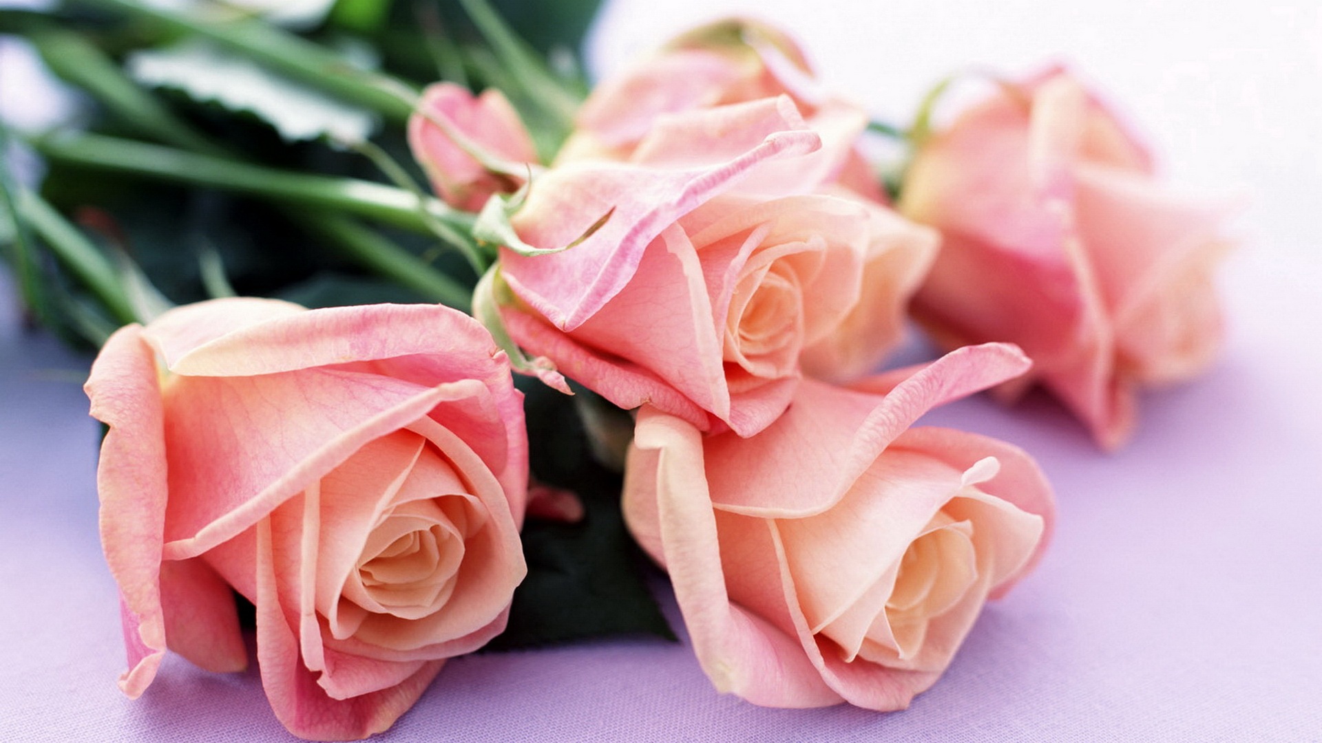 Tặng hoa sinh nhật theo màu sắc hoa hồng