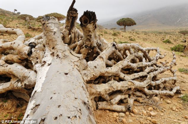 Những loài cây kỳ dị không kém phần đáng yêu tại đảo Socotra trên Ấn Độ Dương