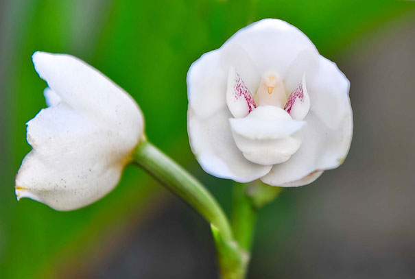 Bông hoa độc mà lạ với những hình thù thú vị Bông hoa độc mà lạ với những hình thù thú vị