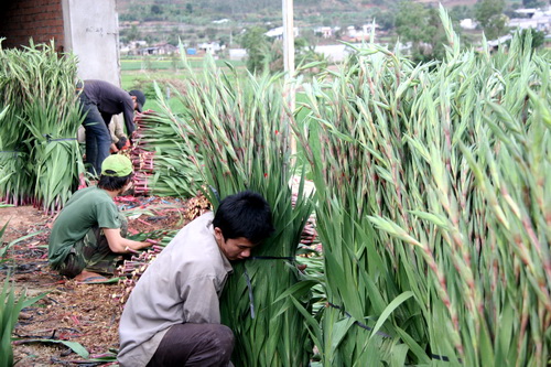 Kỹ thuật trồng hoa Lay ơn