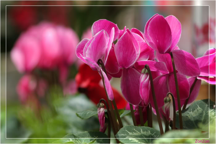 Giới thiệu các loài hoa màu hồng Giới thiệu các loài hoa màu hồng