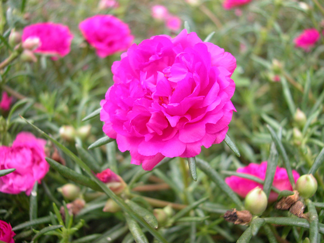 Kỹ thuật trồng hoa mười giờ